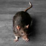 MUSKIL WB-50F FLUO-NP® – Obrázok 3